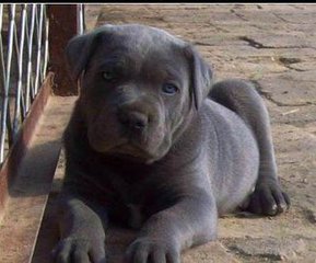 繁殖基地出售赛级品相卡斯罗幼犬,保健康包纯种签质保