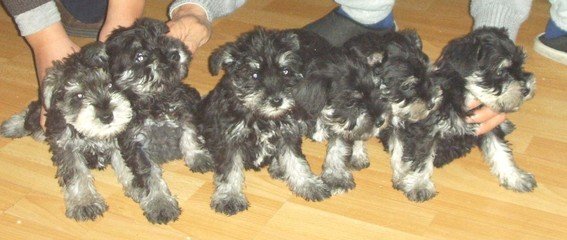 纯血统黑银色椒盐色雪纳瑞幼犬 可免费送货到家挑选