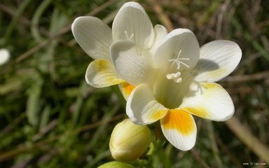 雪兰花