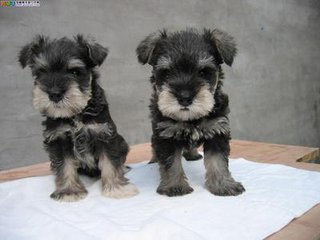 纯血统黑银色椒盐色雪纳瑞幼犬 可免费送货到家挑选