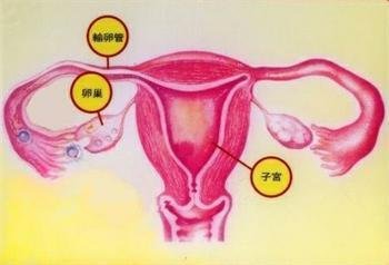 子宫囊肿西医治疗   治疗子宫颈腺体囊肿并不难,一般先要检查清楚