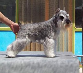 纯血统黑银色椒盐色雪纳瑞幼犬 可免费送货到家挑选