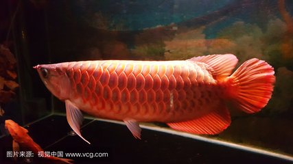GOLDEN AROWANA Food for Sianlon Fish Farm Send a few pictures--
