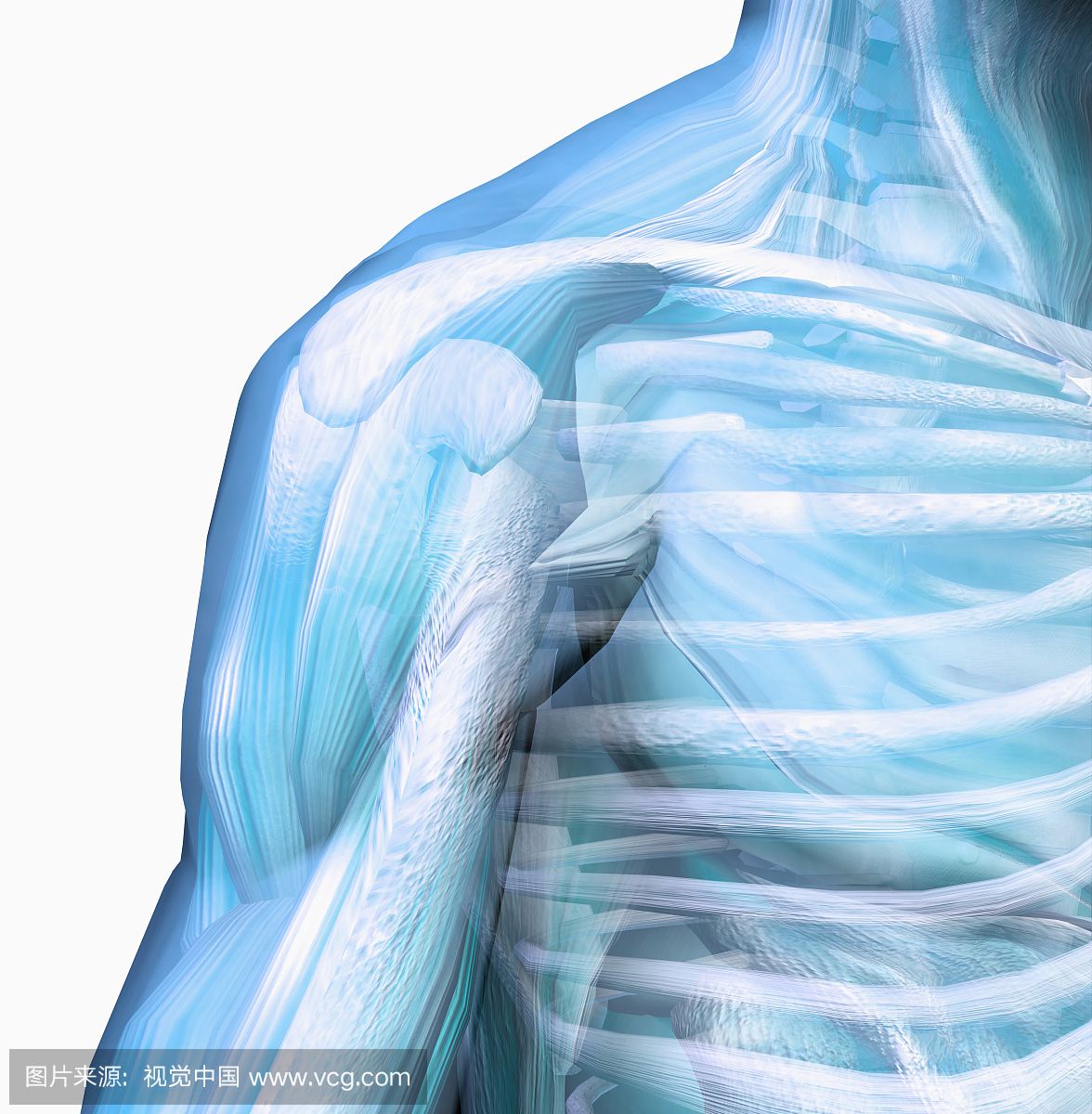 人类男性肩膀球窝关节,显示骨骼和肌肉。