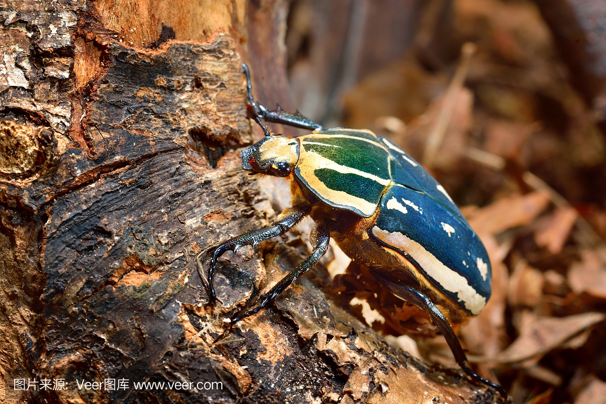 Flower chafers or flower scarabs (Cetoniinae) i