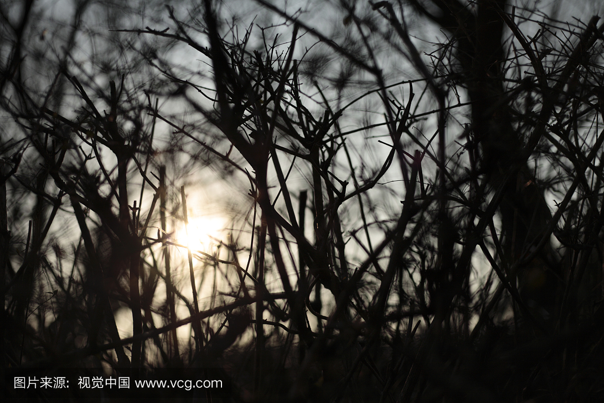日本,东京大都会,多摩市,背景下的太阳的草剪影