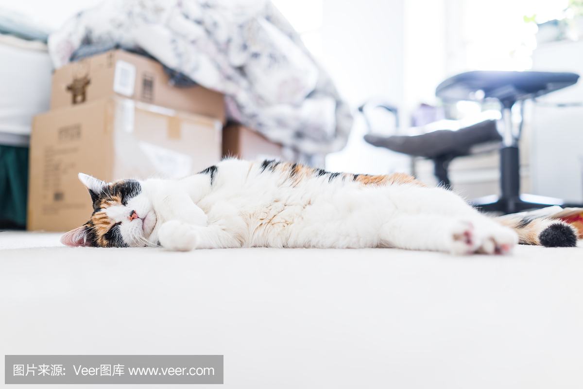 和平快乐印花布短发猫与白色的胃睡觉地面表面