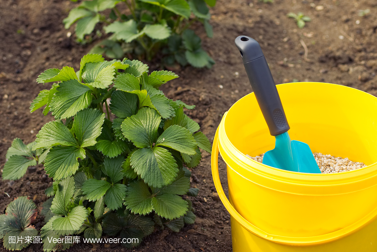 草莓植物的施肥