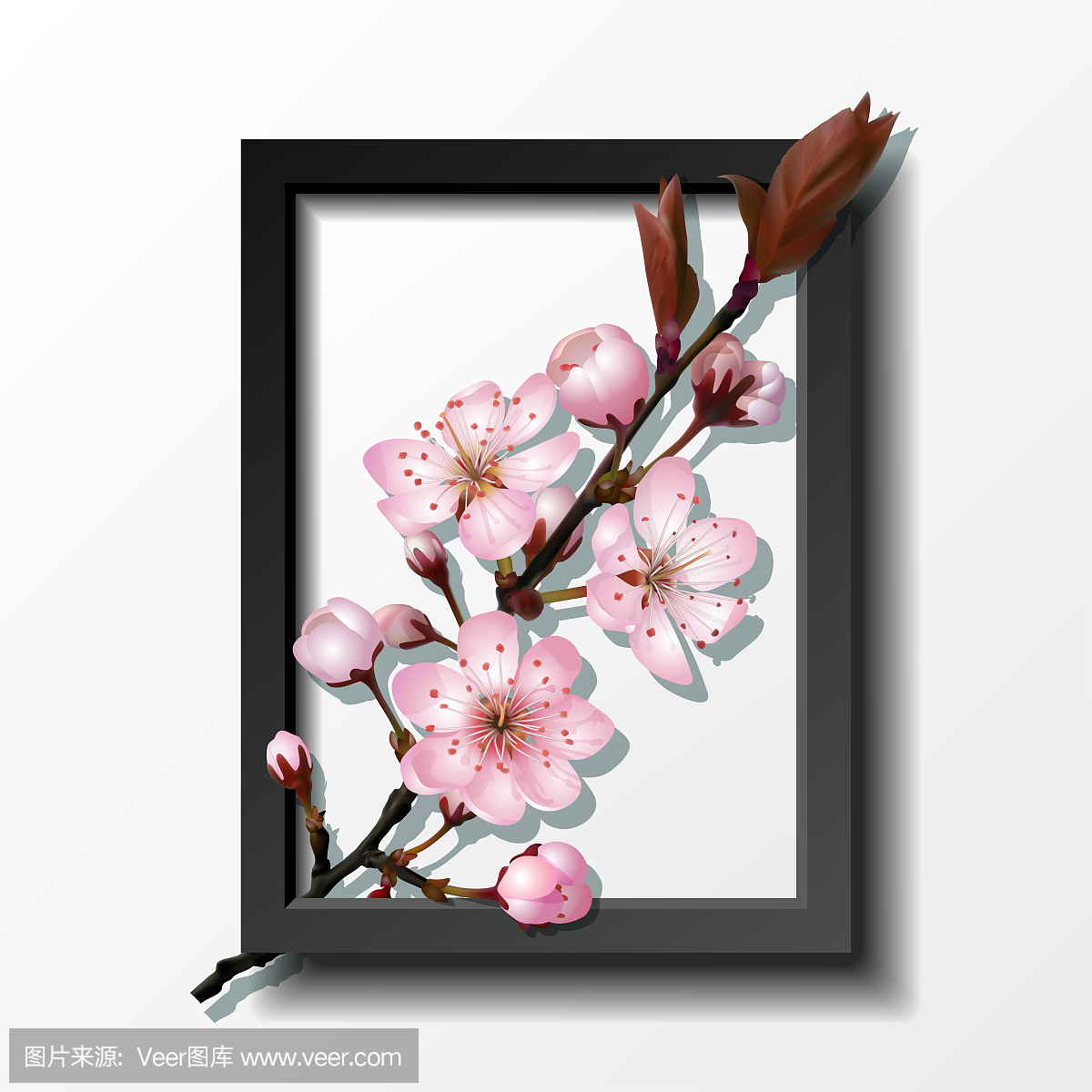 樱花,樱桃花,水彩画颜料,水粉画的