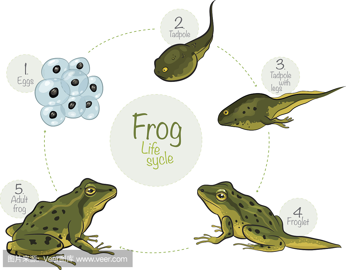 蝌蚪,青蛙幼虫,青蛙,蛙