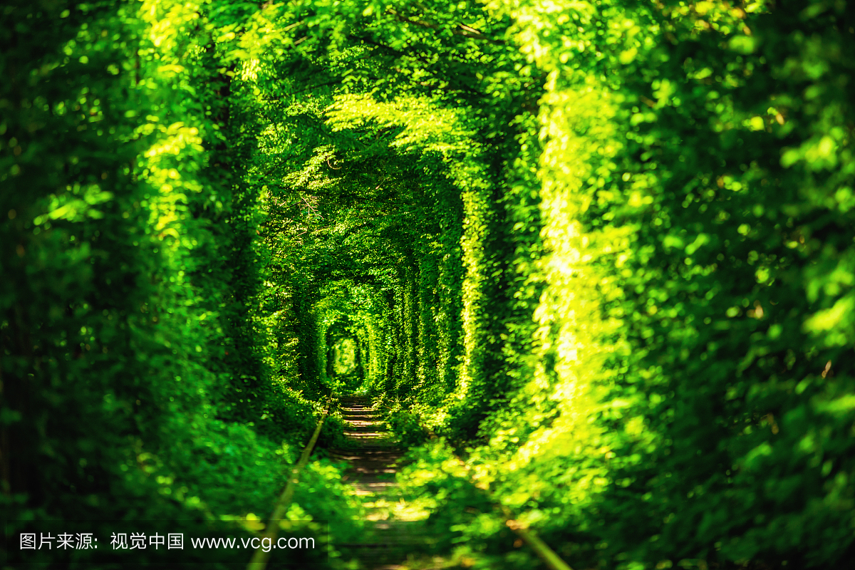 s in the forest . Tunnel of love. Klevan, Ukraine.