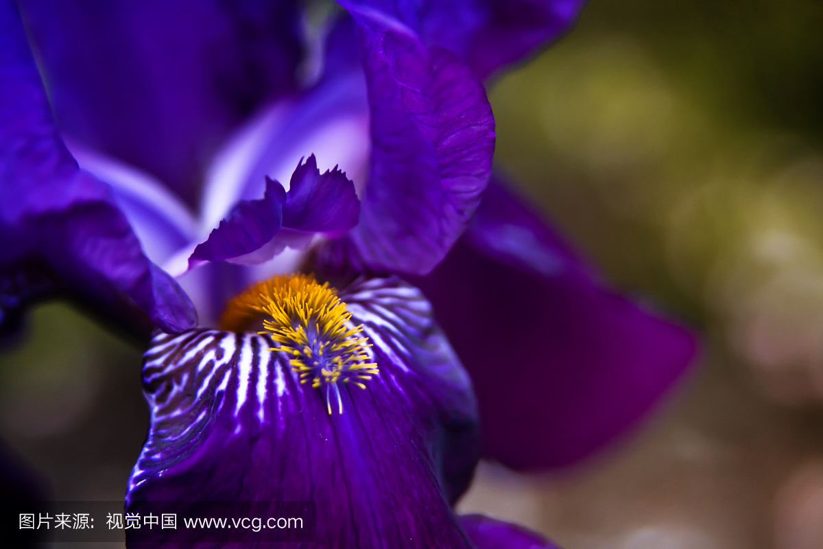 Vastness of iris purple