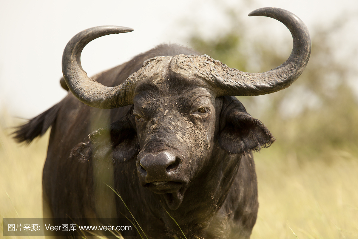 在默奇森瀑布国家公园肖像的水手