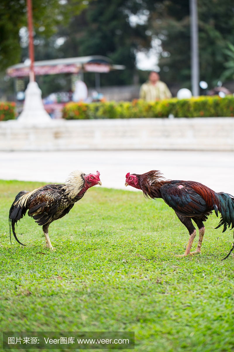 斗鸡比赛,斗鸡,斗雄鸡,特拉华
