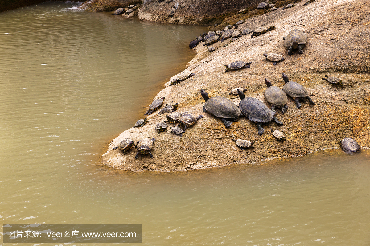 乌龟躺在靠近水面的石头上