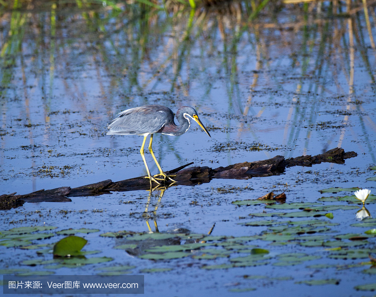 佛罗里达州维埃拉湿地的大蓝苍鹭