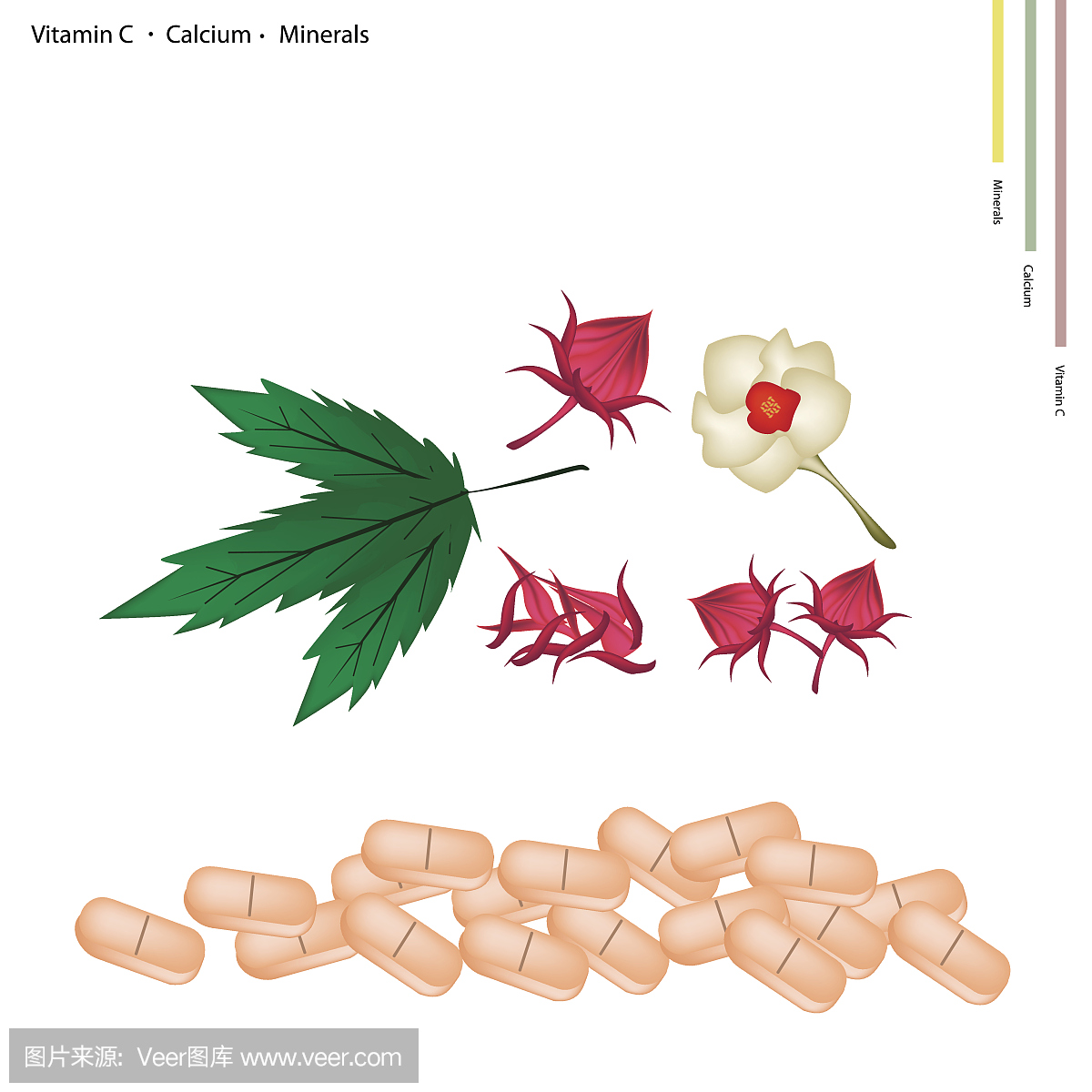 红草鹦鹉,红玫瑰鹦鹉,英文字母C,字母C的