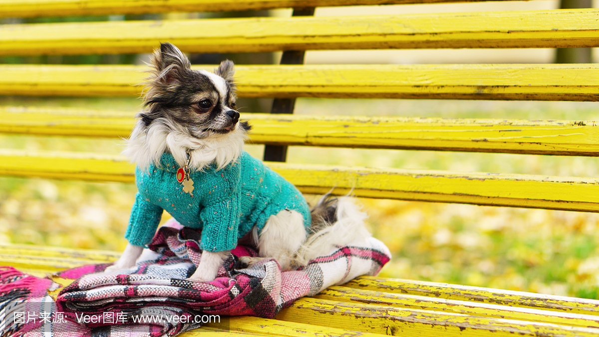 穿蓝色套衫外套的长毛奇瓦瓦狗狗坐与黄色长凳