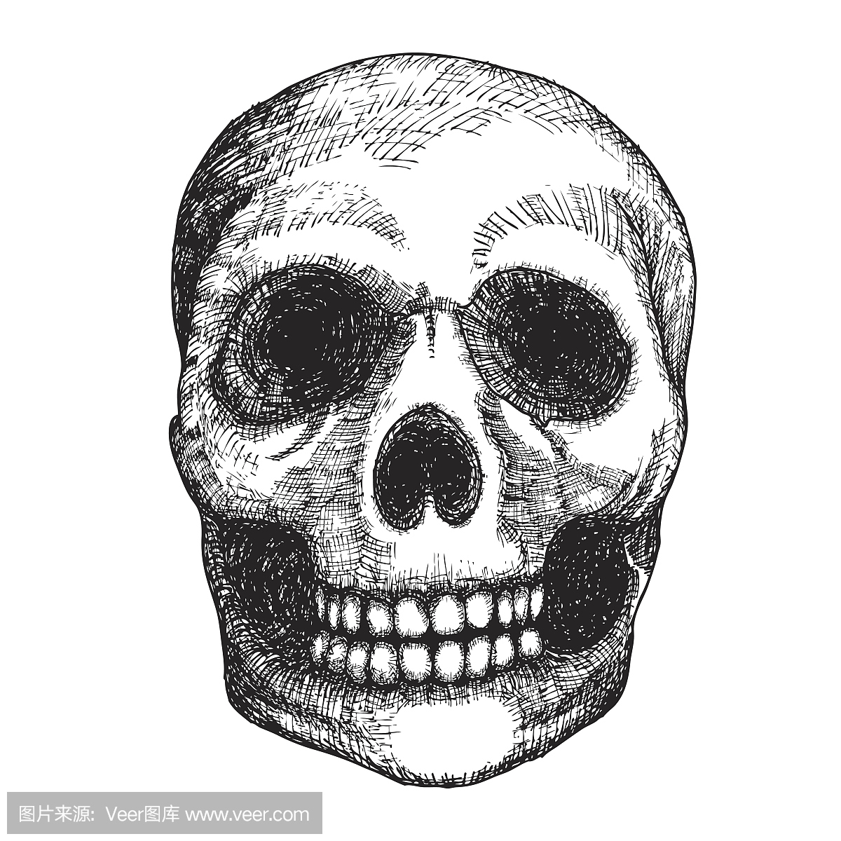 手绘图头骨。人类的头骨素描。黑色和白色插图