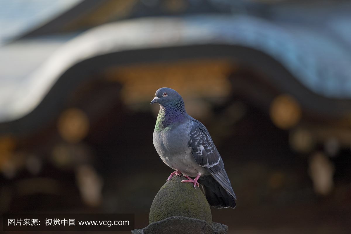 Pigeon Portrait at Zoshigaya Kishimojin-do Tem