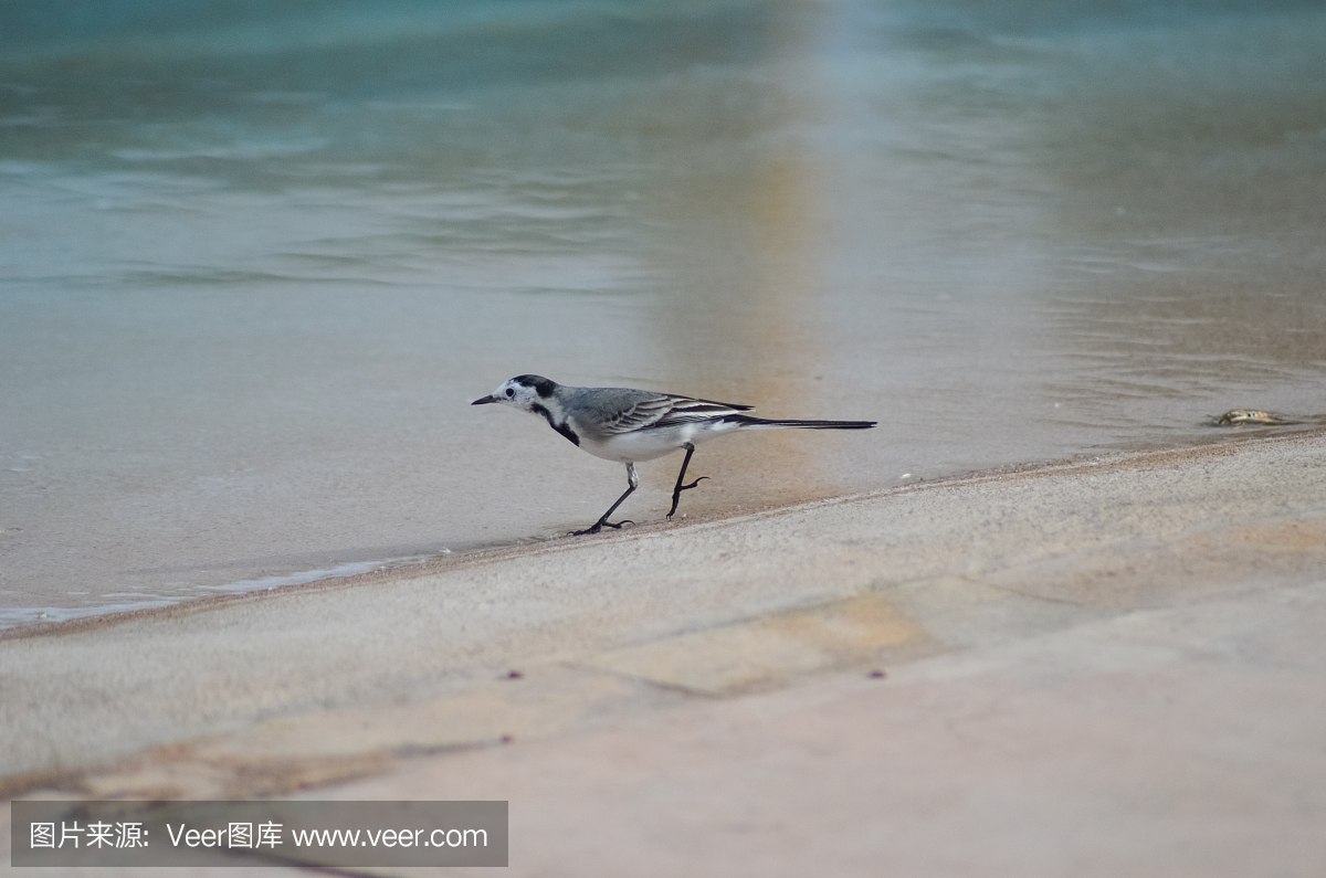 灰色的小鸟在池边的埃及