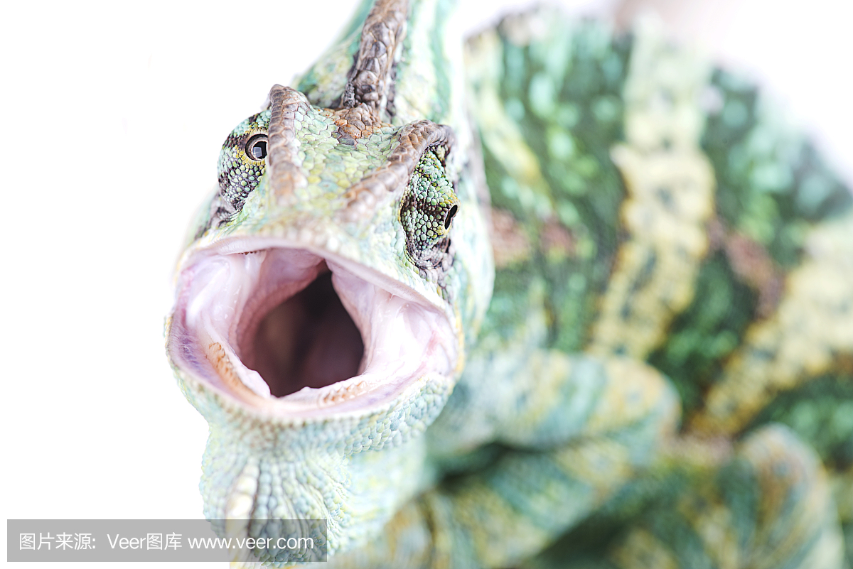 声囊,共鸣囊,面罩变色龙,蒙面变色龙