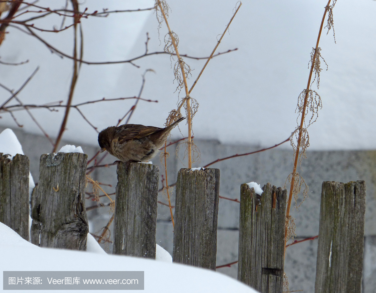 树,特写,天空,北美歌雀