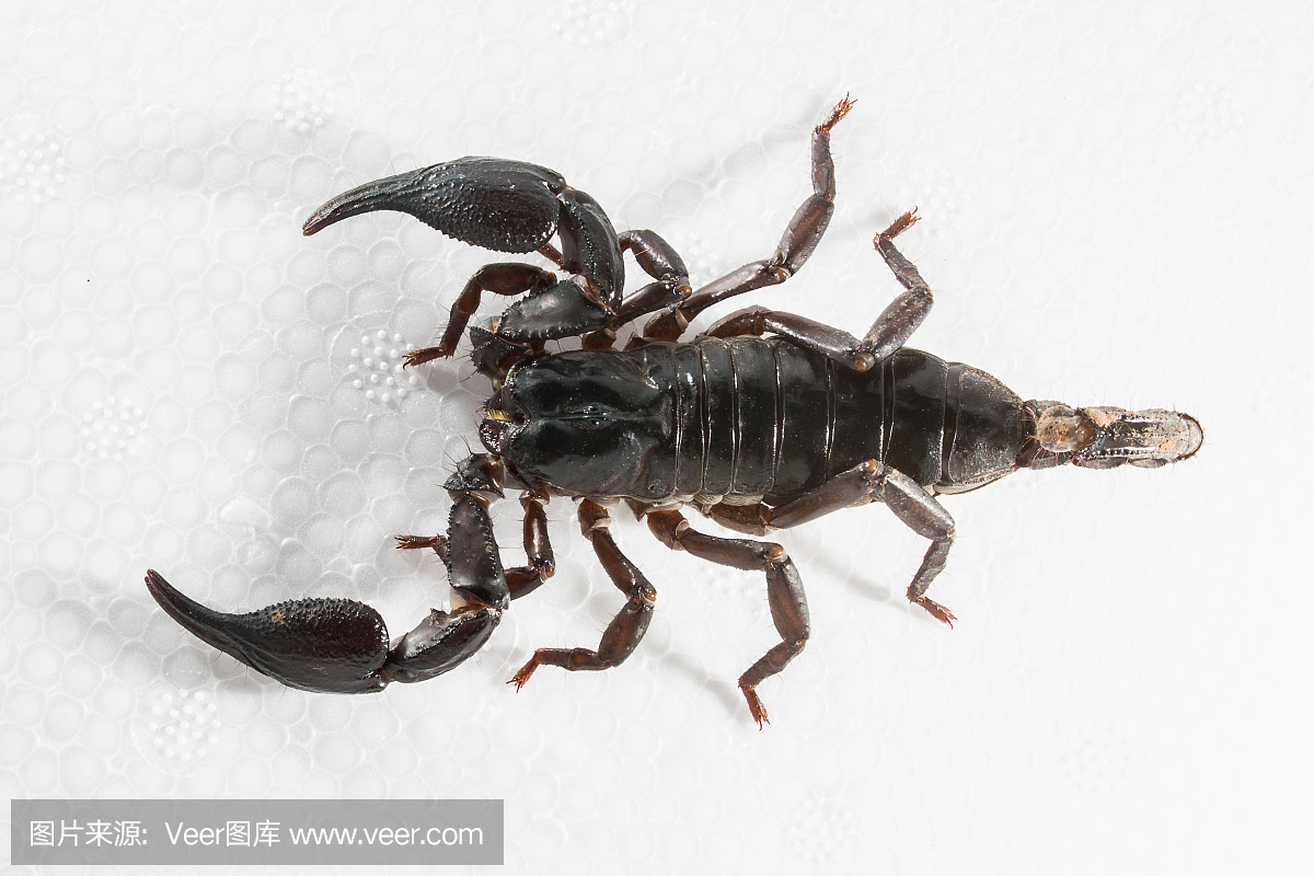 在热带地区发现的巨型森林蝎子物种