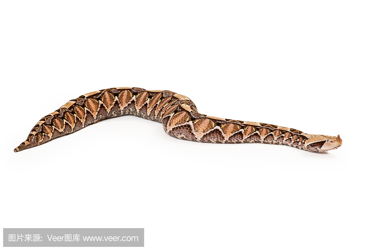 加蓬蝰蛇,有花纹的蝰蛇,爬虫学,爬虫类