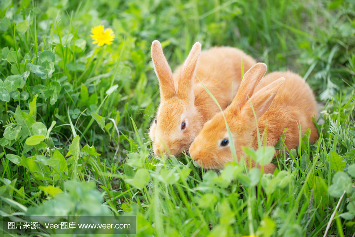 两只小兔子户外
