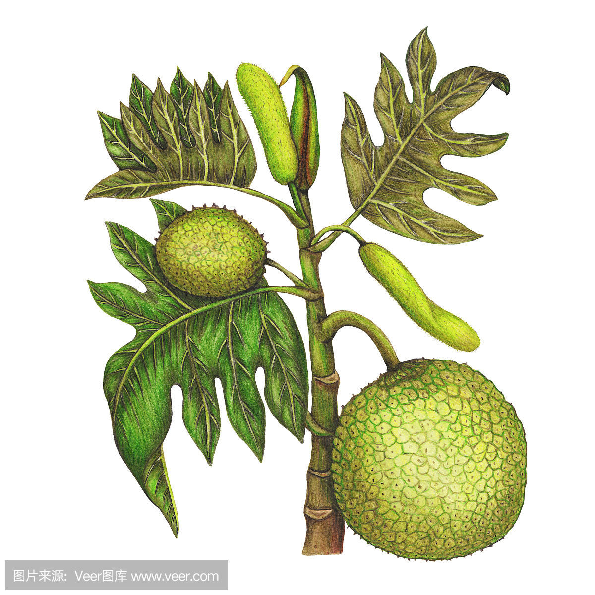 菠萝蜜,木菠萝,亚美尼亚,前苏联加盟共和国