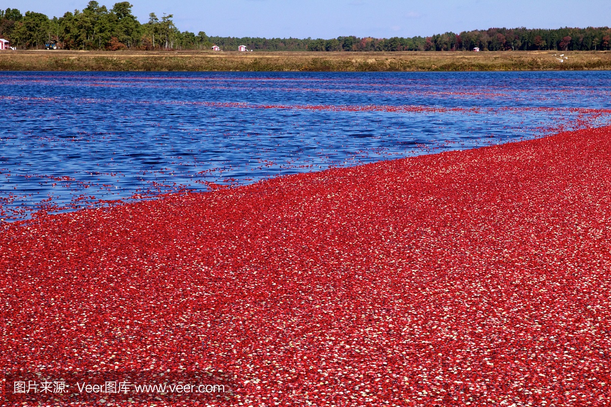 松木荒地,白瑞思松树,拜伦斯松林,贫瘠松林