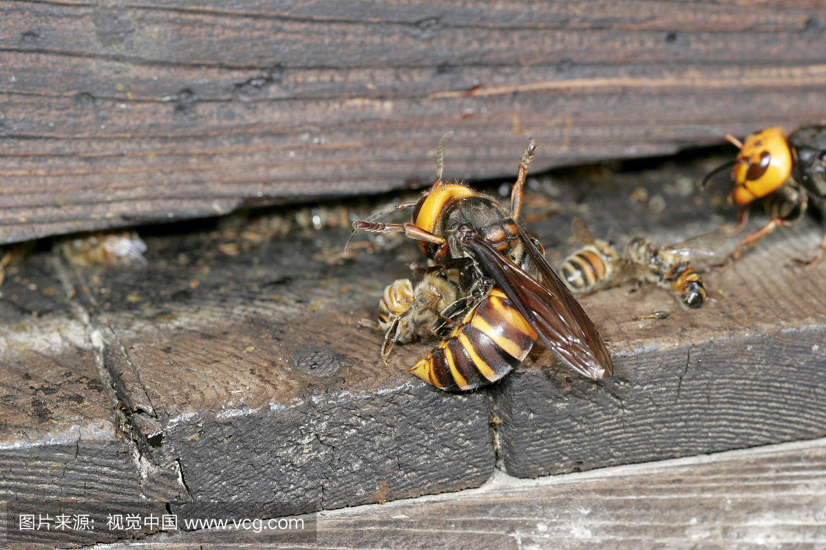 日本巨人大黄蜂,中华猕猴桃,蜜蜂攻击大黄蜂,长