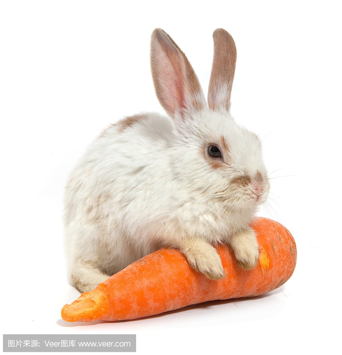 驯养动物,驯养了的,驯良,驯服的