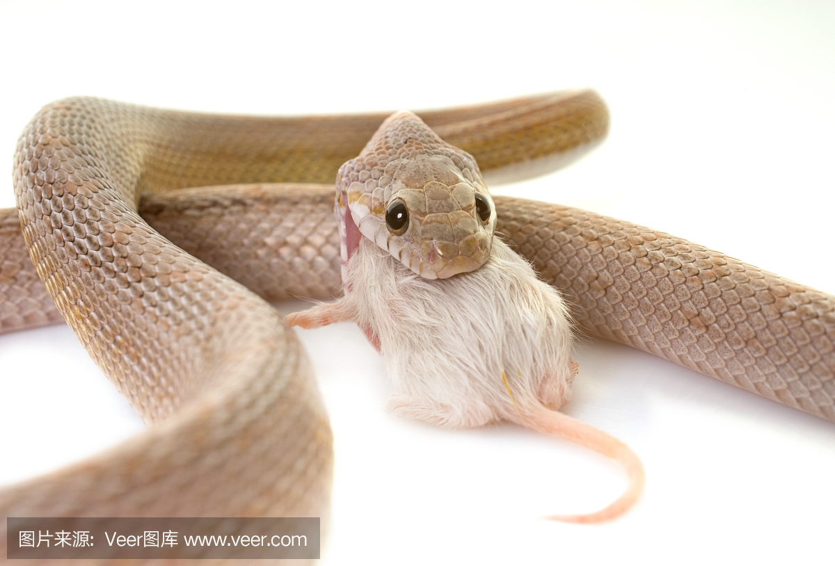 玉米纹蛇,玉米蛇,捕鼠蛇,南蛇