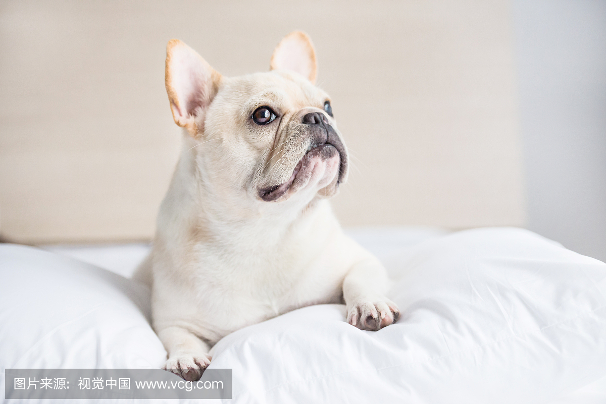 法国斗牛犬,法斗,法国斗牛,宠物