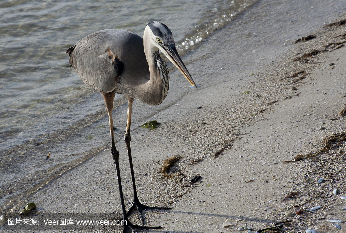 伟大的蓝色苍鹭吃海洋背景的诱饵鱼