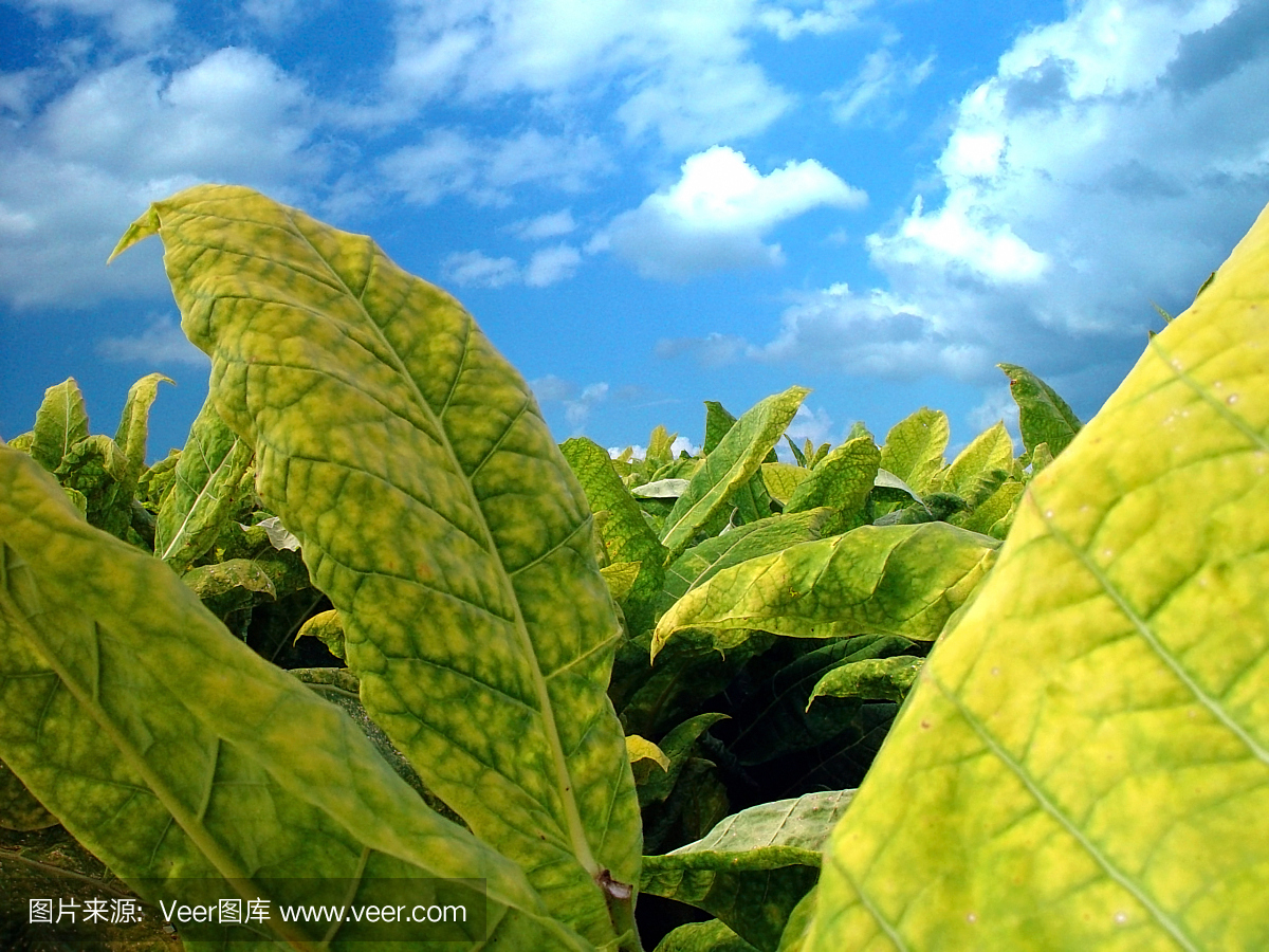 烟草,烟草制品,烟叶,烟丝