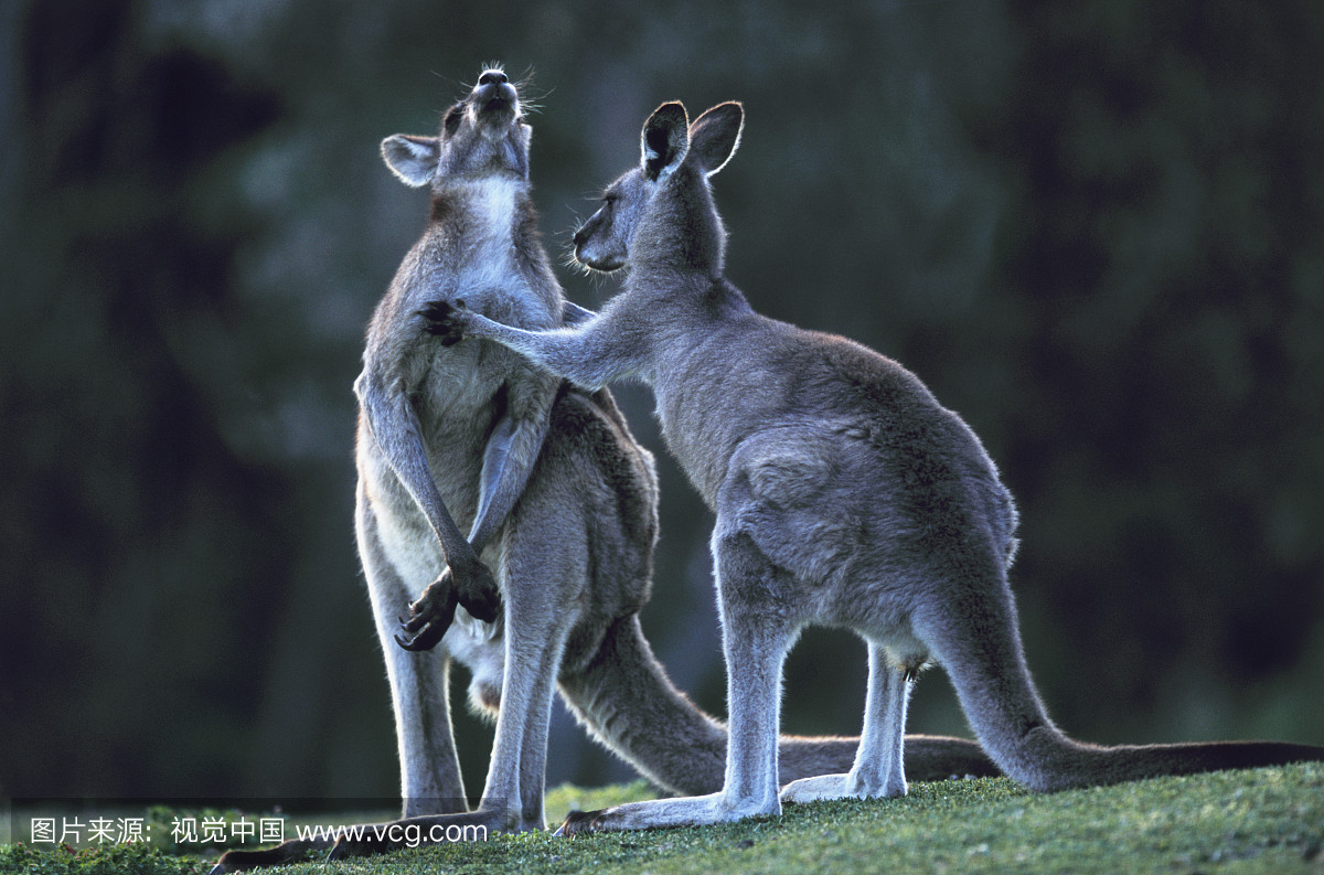 动物主题,野生动物,水平画幅,摄影