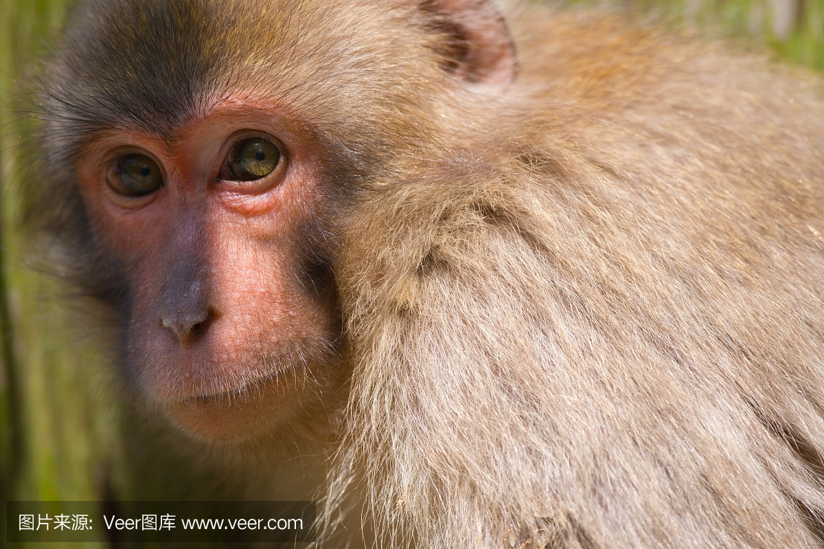 日本猕猴被捕获在陷阱 - 猕猴属