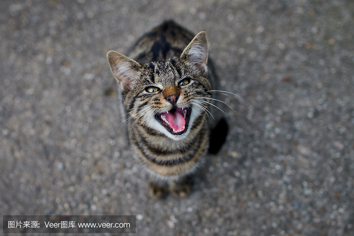 舌头,水平画幅,无人,坐