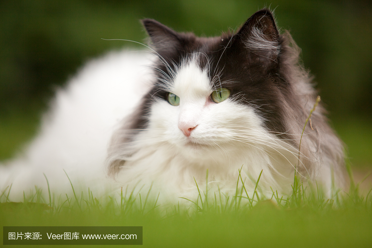 挪威森林猫的肖像