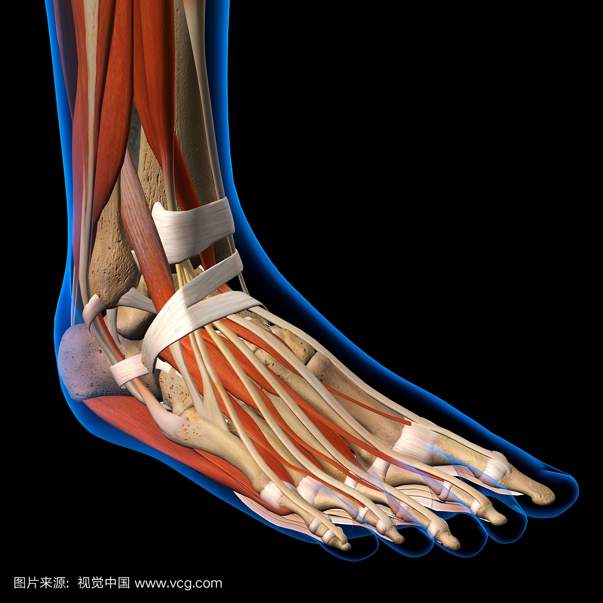 侧视图女性脚踝和脚骨,肌肉和韧带的X射线。全
