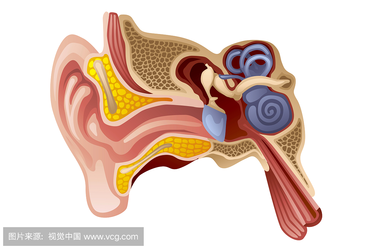 【耳朵的构造】【图】耳朵的构造图解 耳朵的