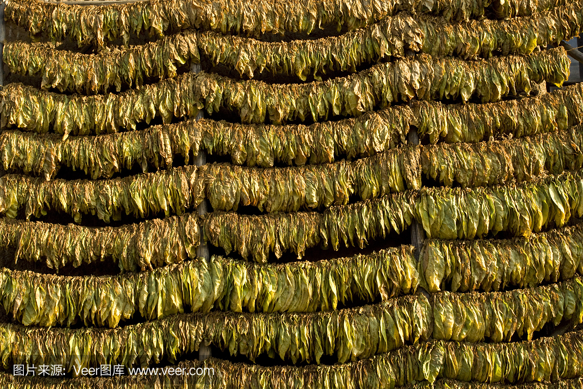 烟草,烟叶,烟草制品,烟丝