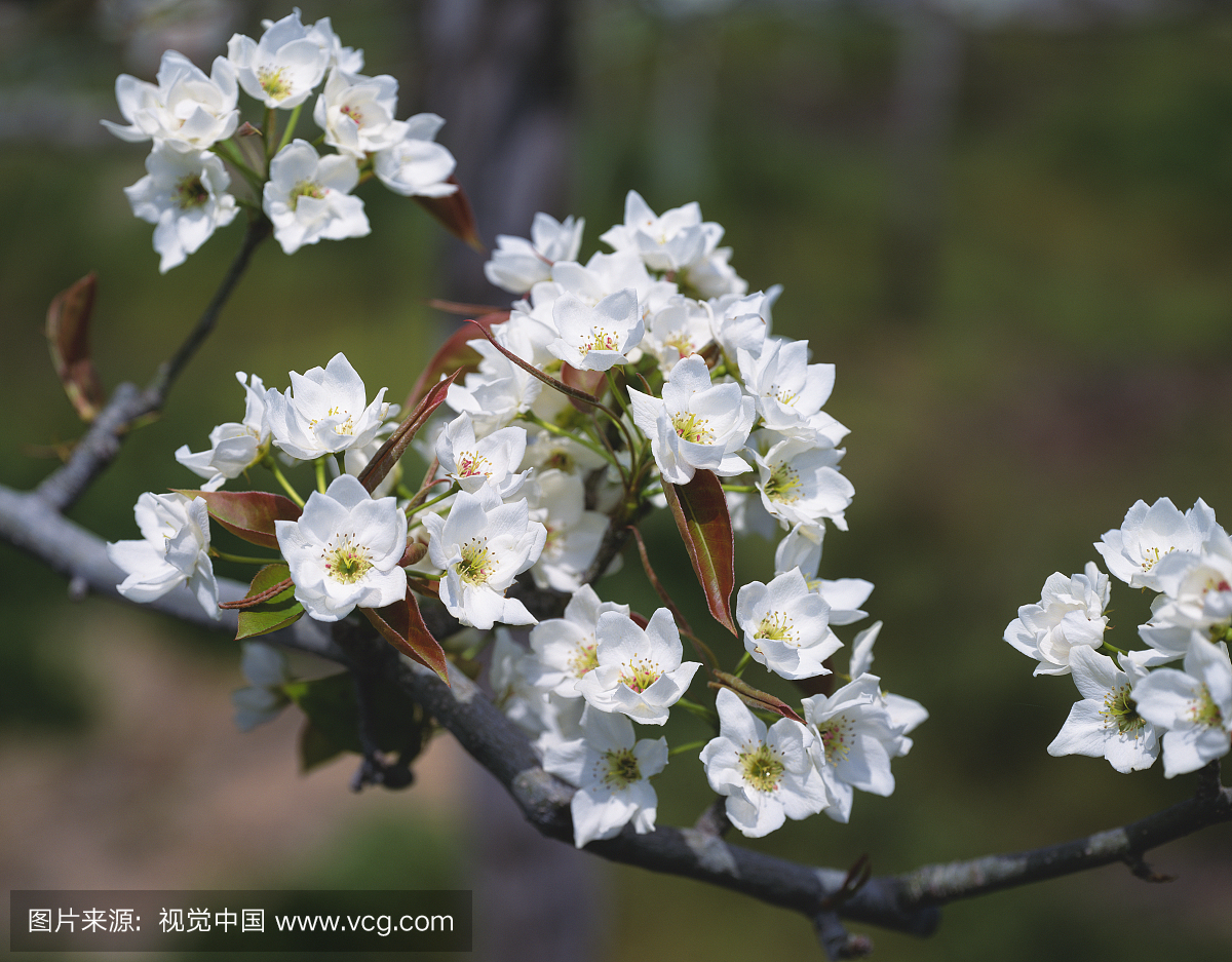 Flowers on a Pear Tree, Fukushima Prefecture