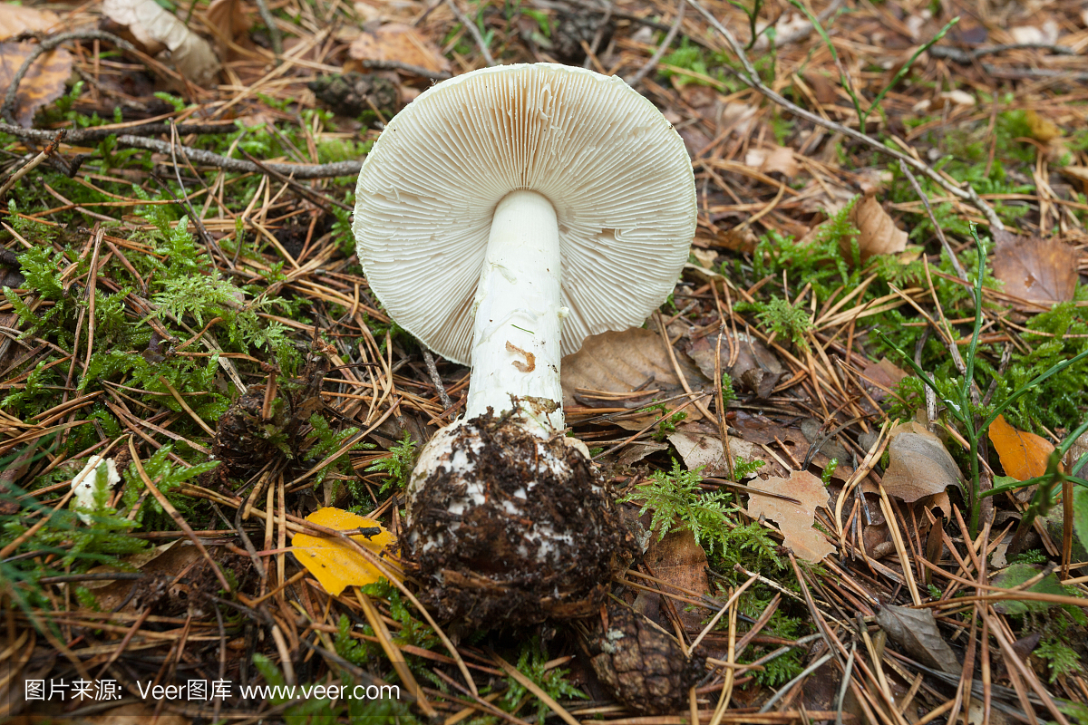 黄貉鹅膏菌,鬼笔鹅膏,水平画幅,秋天