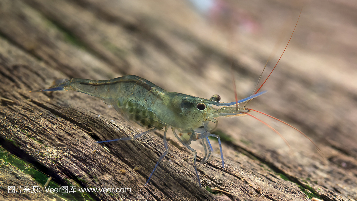 蓝色的腿poso虾与鸡蛋