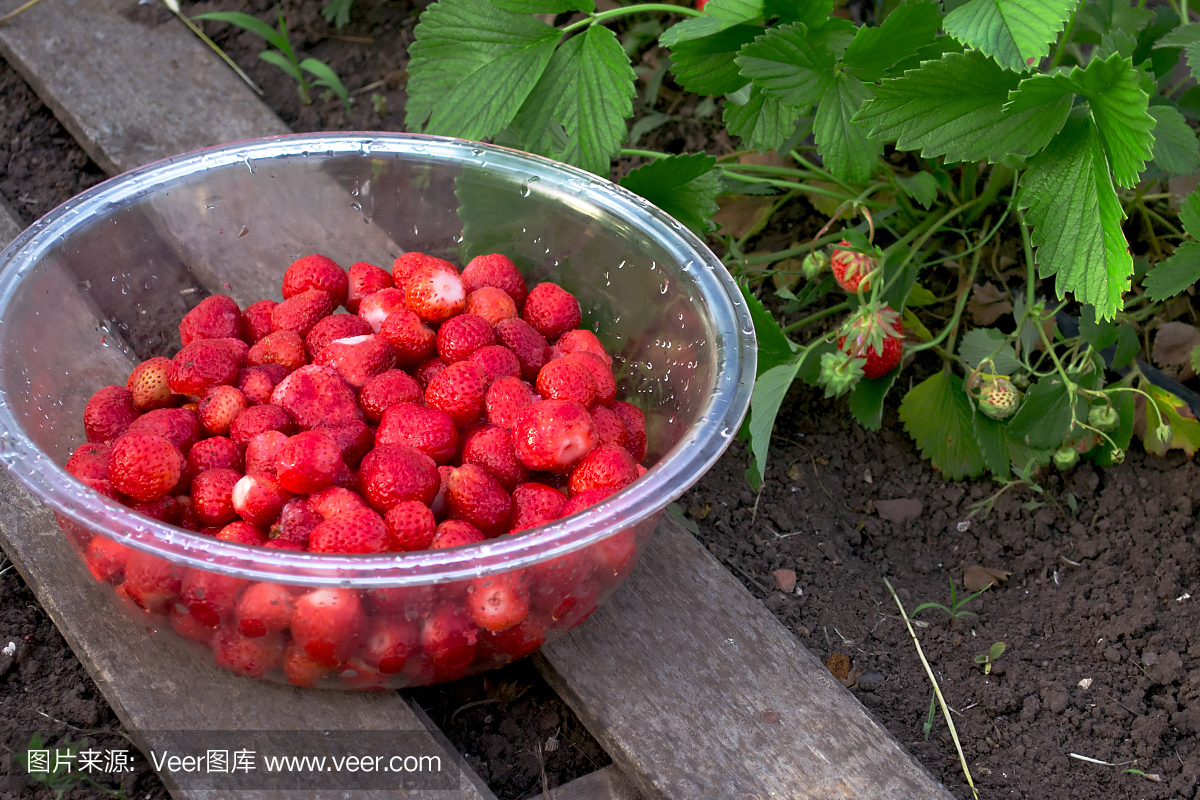 在花园里种着红色成熟浆果的草莓灌木丛和站在
