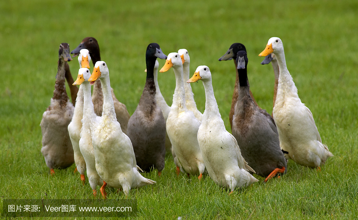 一群鸭子在绿草地上